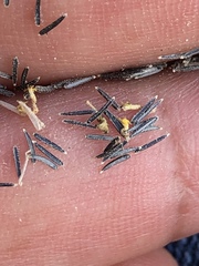 Amauria brandegeeana