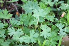 Geranium carolinianum carolinianum