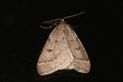 Theria rupicapraria