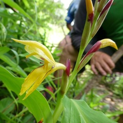 Cautleya gracilis
