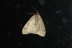Theria rupicapraria