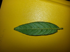 Frangula oreodendron