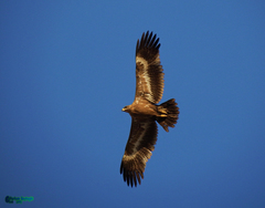 Aquila nipalensis