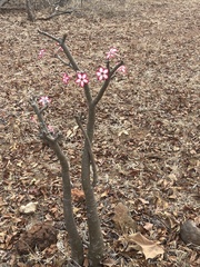 Adenium multiflorum image