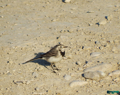 Motacilla alba