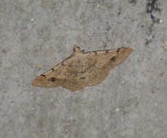 Frederickia flaviterminata