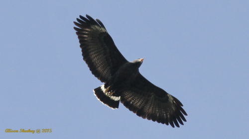 Common Black Hawk