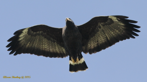 Common Black Hawk