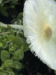 Leucocoprinus fragilissimus image