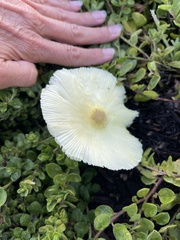 Leucocoprinus fragilissimus image