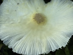 Leucocoprinus fragilissimus image