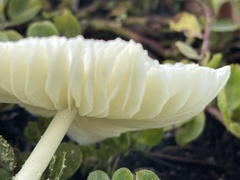 Leucocoprinus fragilissimus image