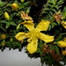 Costa Rican St. John's Wort - Photo (c) Nate Hartley, some rights reserved (CC BY-NC), uploaded by Nate Hartley