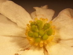 Drimys granadensis