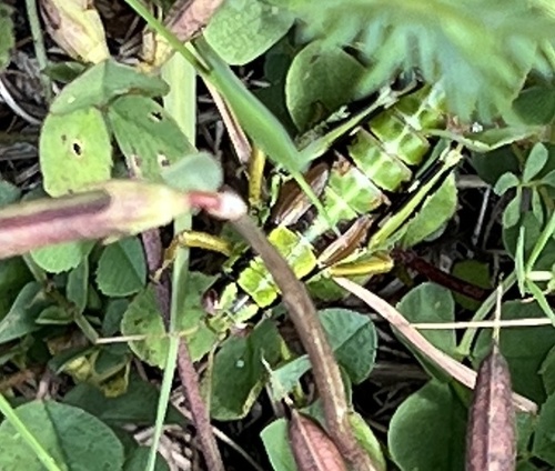 koník vrchovský (Miramella alpina)