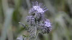Phacelia tanacetifolia