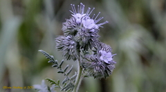 Phacelia tanacetifolia