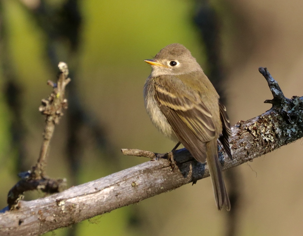 Dusky Flycatcher
