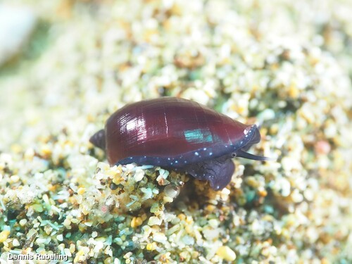 Lurid Cowry