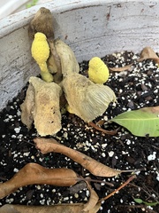 Leucocoprinus birnbaumii image
