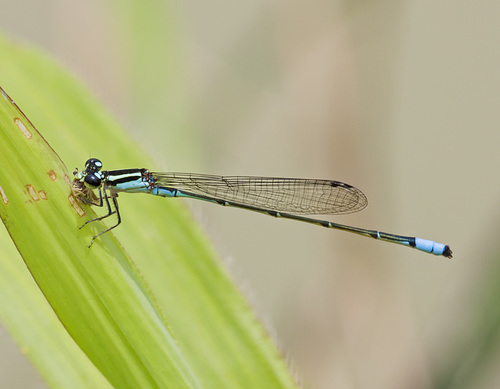 Acanthagrion floridense