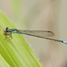 Acanthagrion - Photo (c) Jim Johnson,  זכויות יוצרים חלקיות (CC BY-NC-ND), uploaded by Jim Johnson
