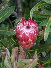 Protea compacta × susannae