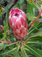 Protea compacta × susannae