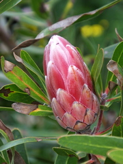 Protea compacta × susannae