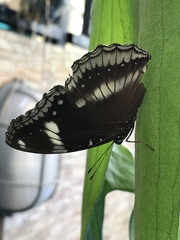 Hypolimnas bolina