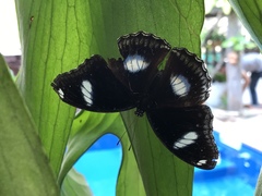 Hypolimnas bolina