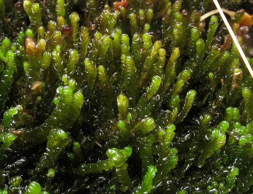 Nardia compressa
