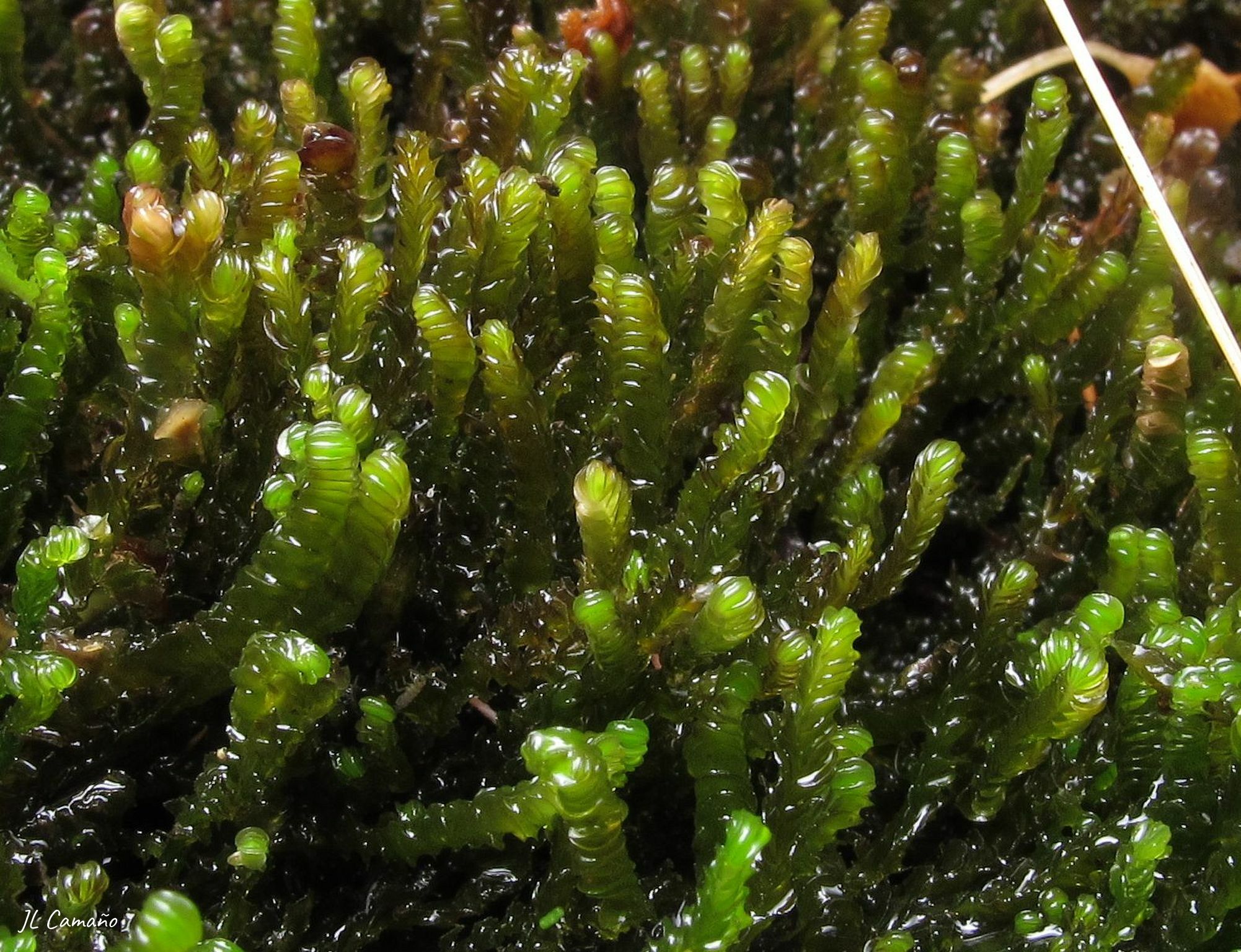 Nardia compressa