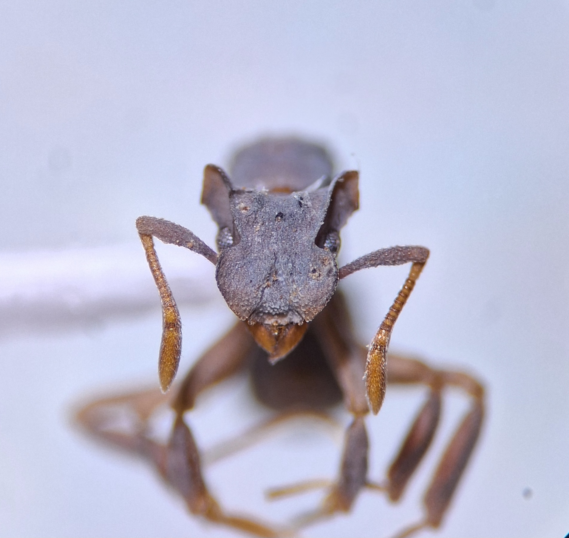 Cyphomyrmex laevigatus