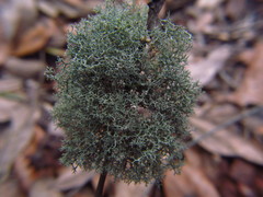 Cladonia evansii