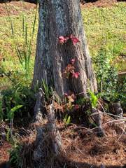 Parthenocissus quinquefolia image