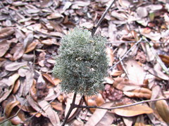 Cladonia evansii