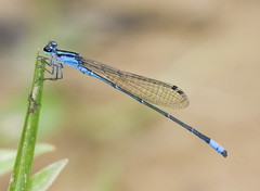 Acanthagrion floridense