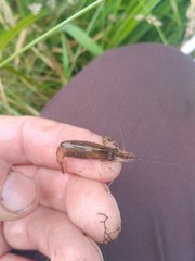 Paratya curvirostris