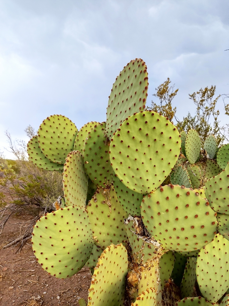 Blind Pricklypear From Dgo M Xico On August At