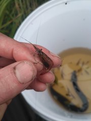 Paratya curvirostris