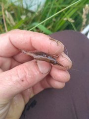 Paratya curvirostris