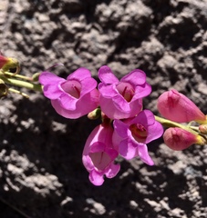 Penstemon floridus floridus