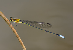 Acanthagrion obsoletum