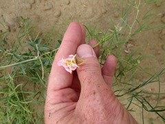 Oenothera nuttallii