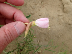 Oenothera nuttallii