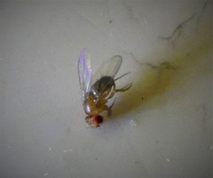 Drosophila melanogaster