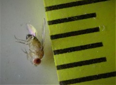 Drosophila melanogaster