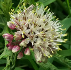 Allium ochotense