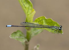 Acanthagrion trilobatum